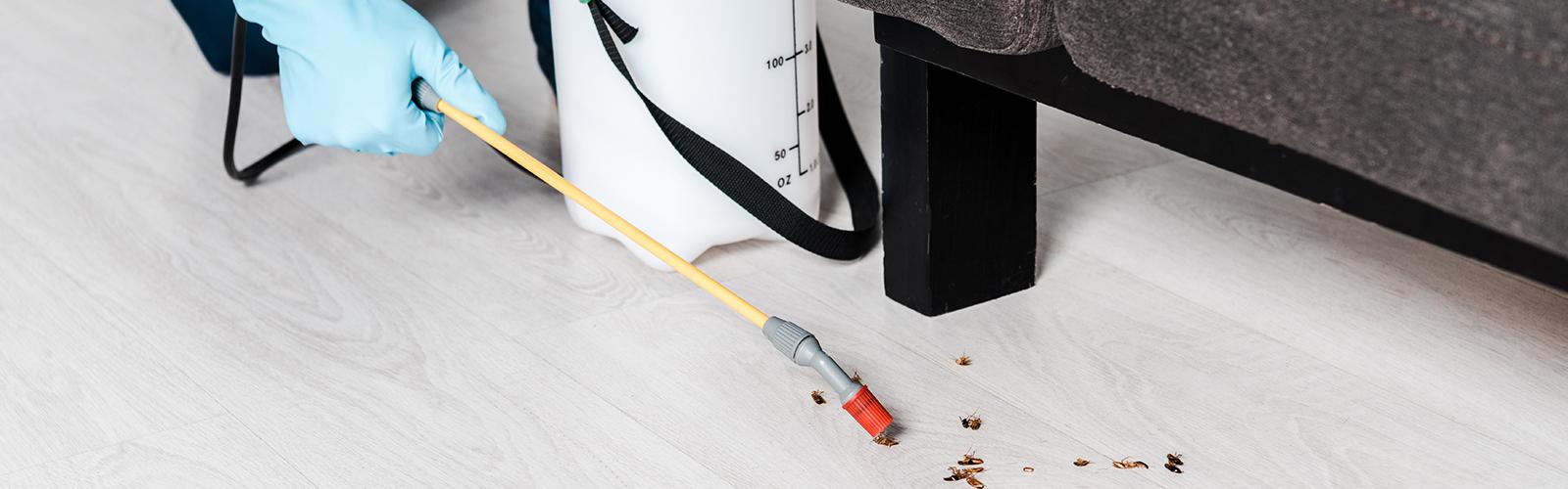 cockroach pest control ibiza