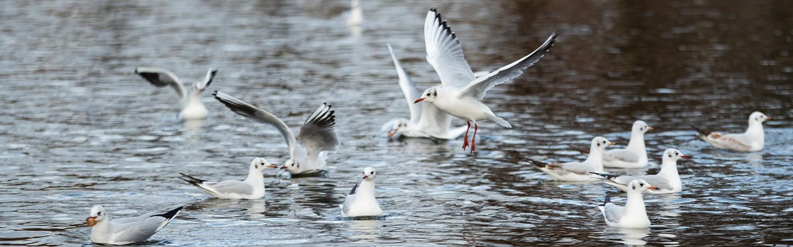 bird swarming in pound Ibiza