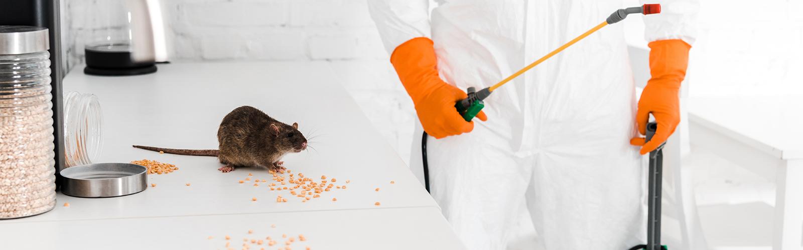 rodent control services ibiza