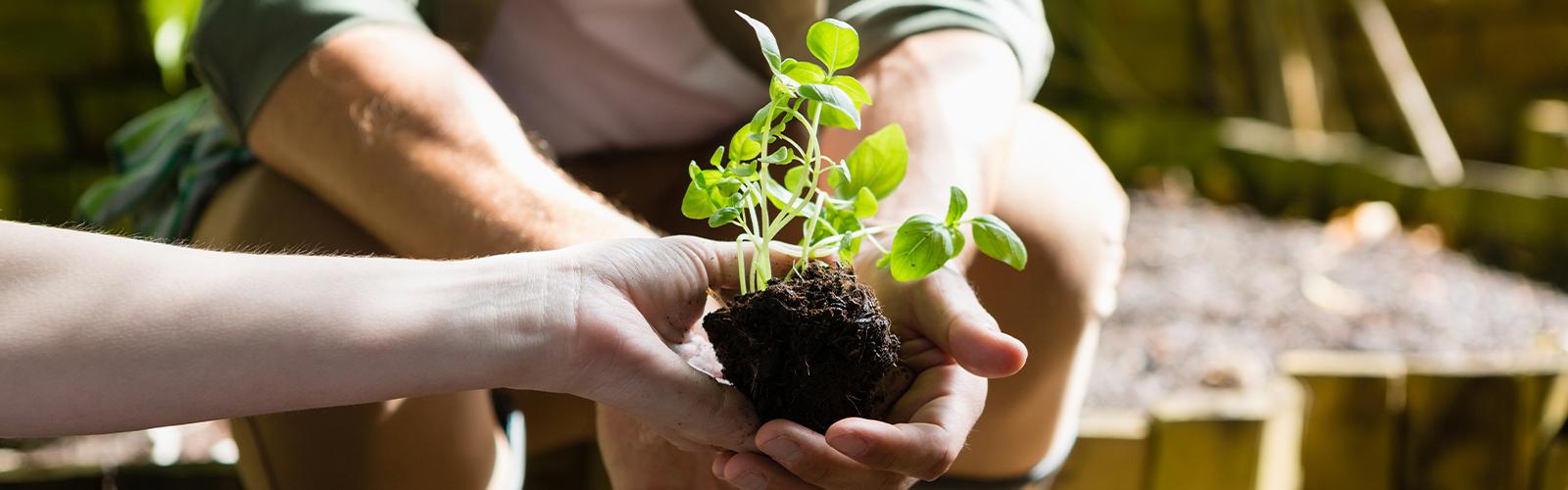 different variety of plants in ibiza