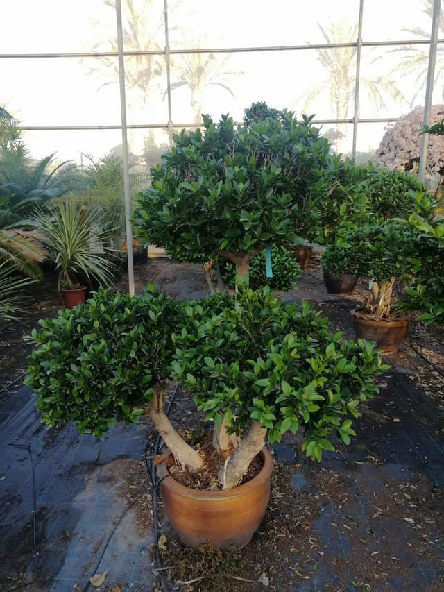 Ficus microcarpa tipo bonsai Exterior