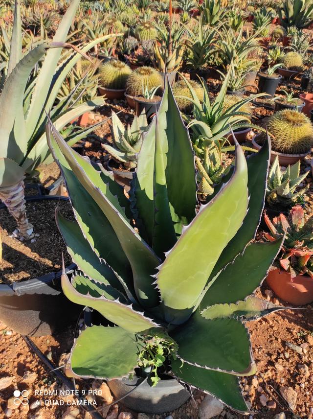 Plantas cactus crasas
