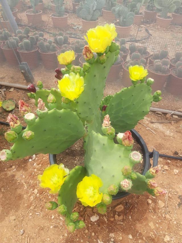 Plantas cactus crasas1