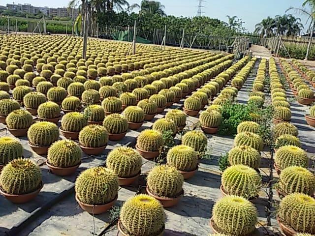 Cactus de bola