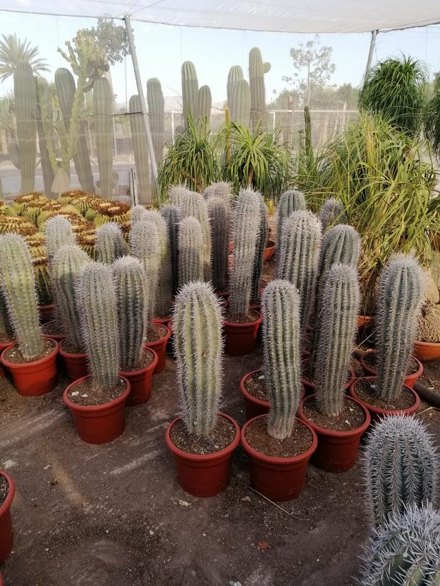 Cactus variados Exterior