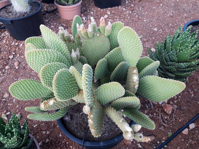 Plantas cactus crasas2